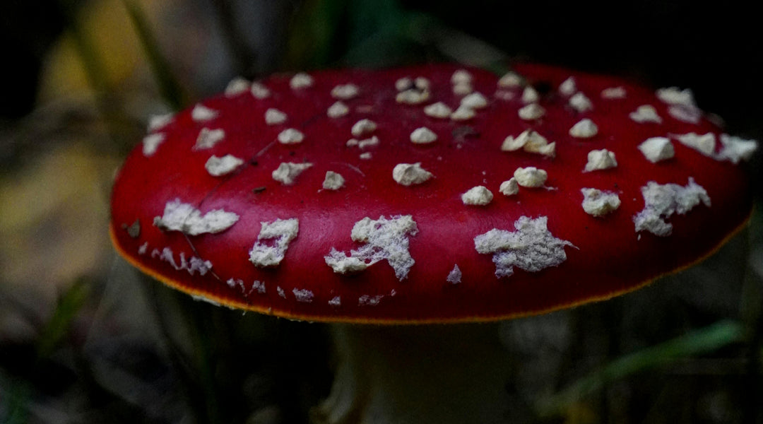 Are Amanita Mushrooms Edible? Understanding the Risks