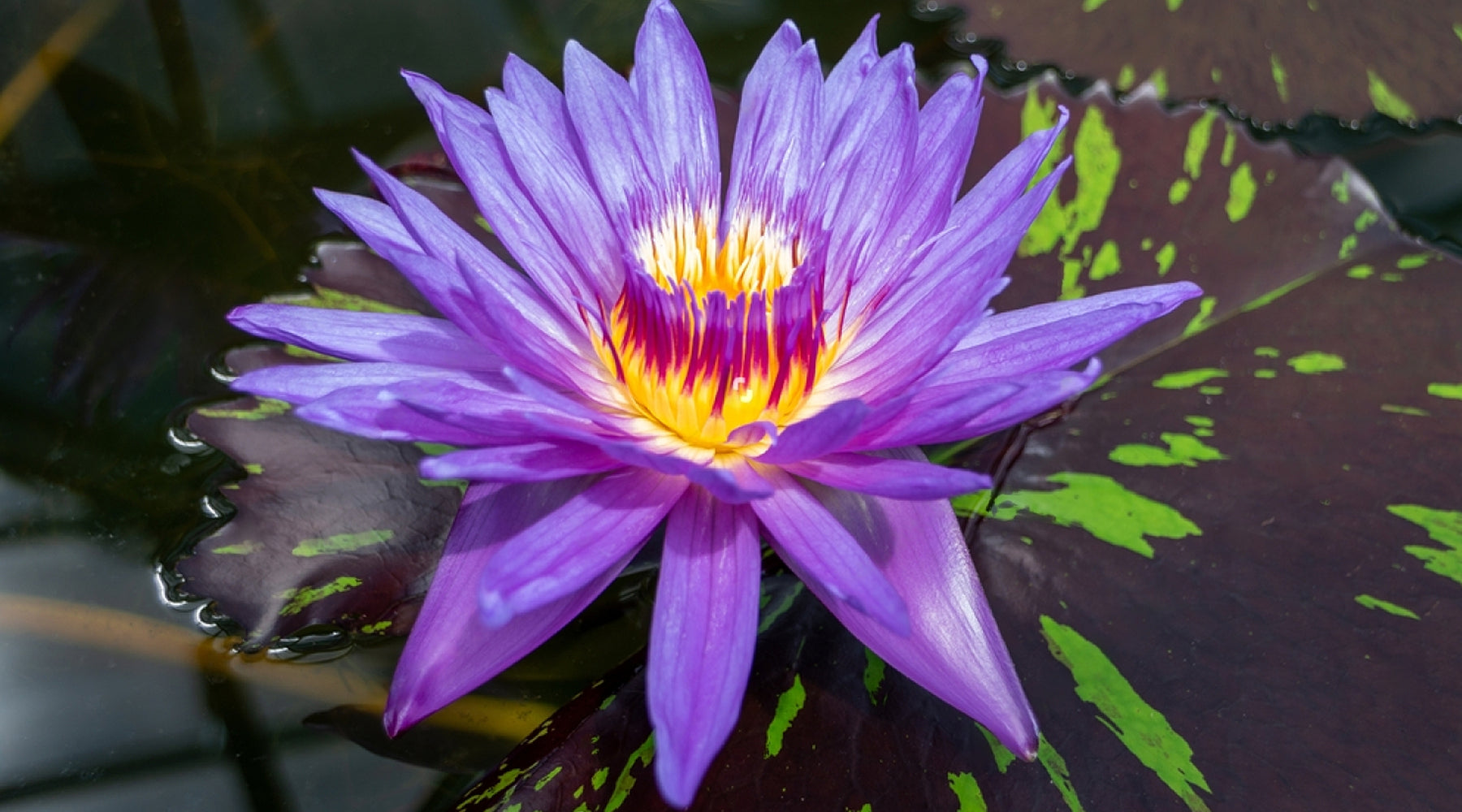 Blue Lotus Flower