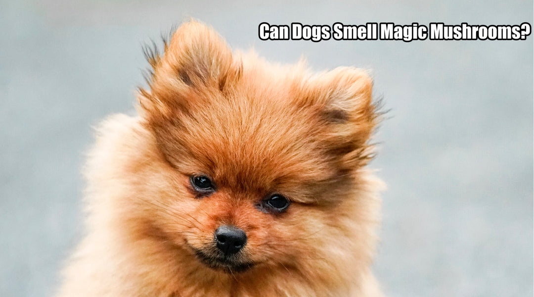 Can Dogs Smell Magic Mushrooms