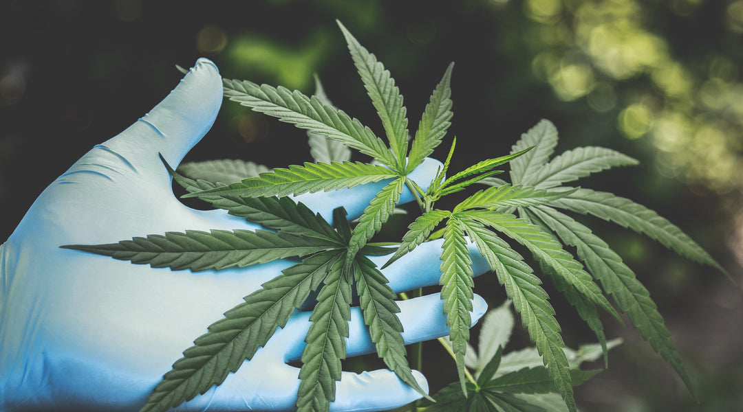 Is Delta-9 Regular Weed? Unveiling the Chemistry Behind Your High