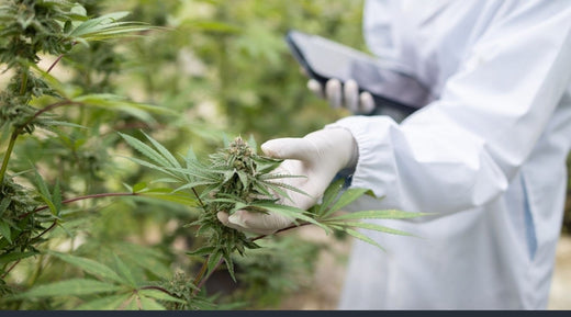 Is Delta-9 Cannabis? | Our THC Deep-Dive