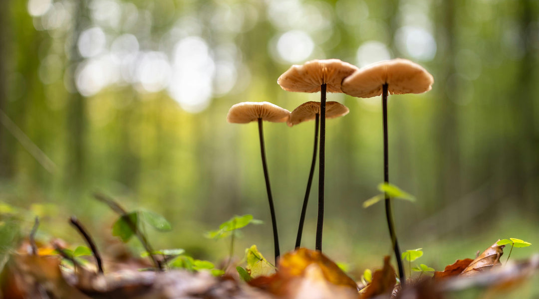 Do Magic Mushroom Gummies Relieve Pain?