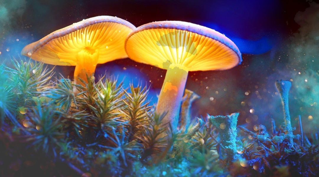 Magic Mushrooms