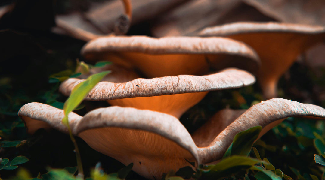 What are the Edible Mushrooms in Texas?