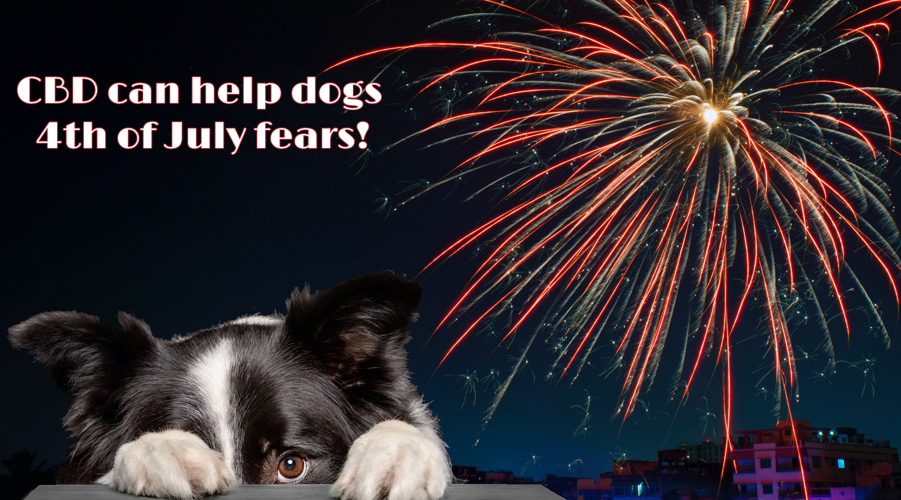 CBD for Dogs with Fireworks Anxiety