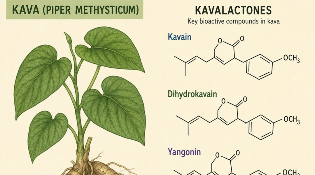 Dihydrokavain: Key Kavalactone in Kava Explained