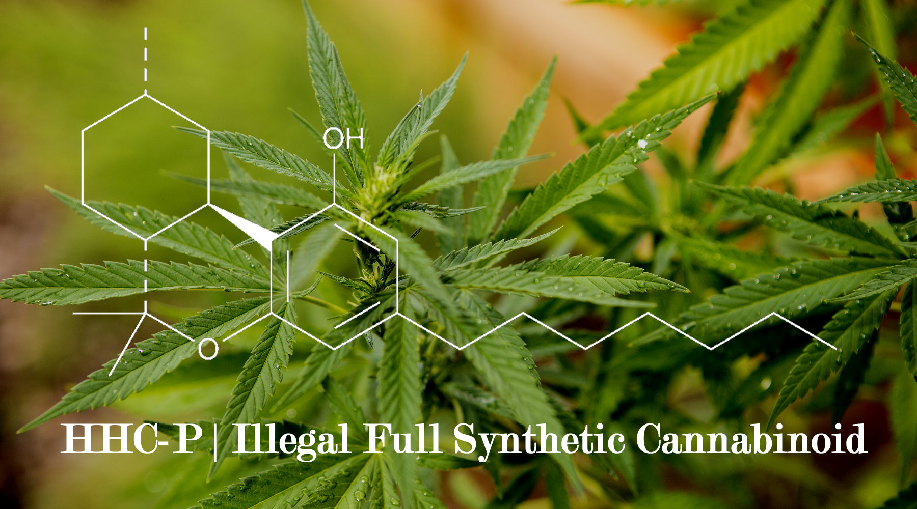 HHC-P An Illegal Fully Synthetic Cannabinoid