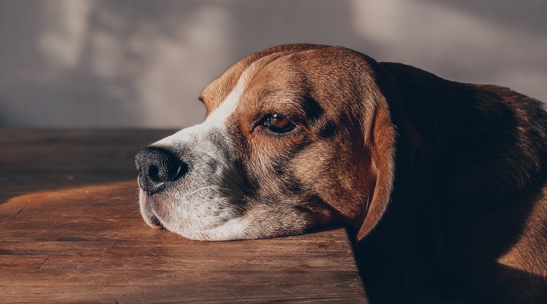 CBD for Dogs with Arthritis: What You Need to Know