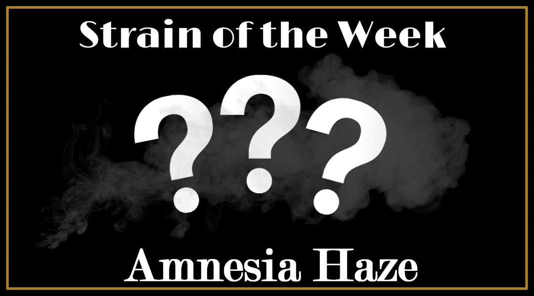 Strain of the Week: Amnesia Haze