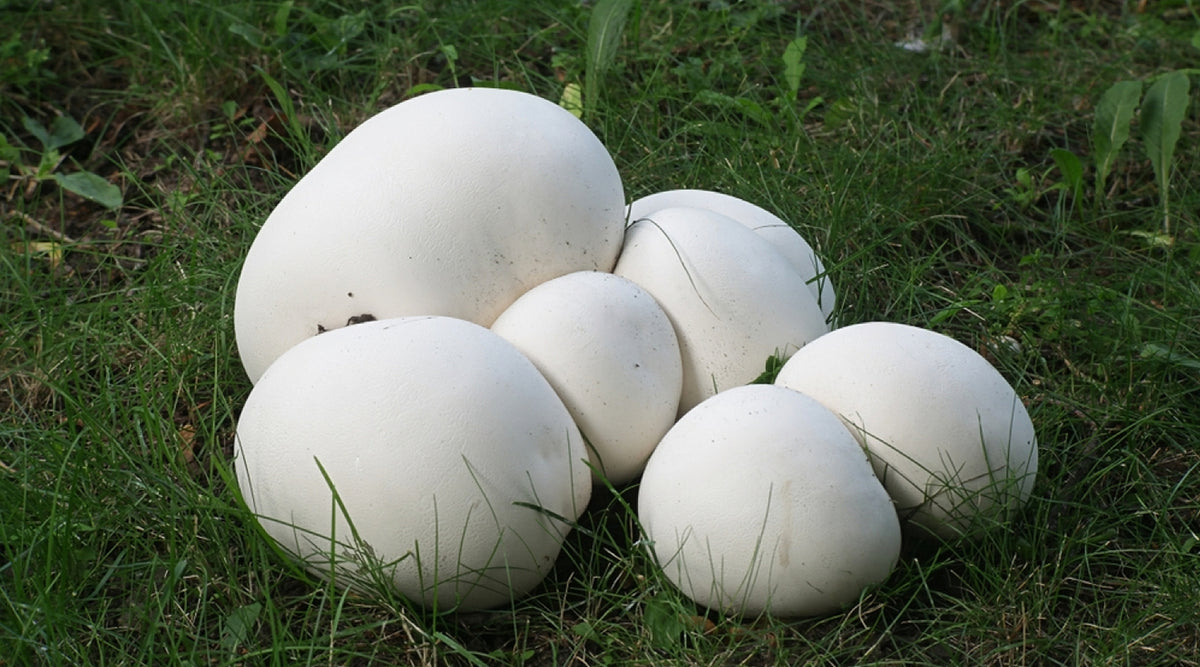 Are Puffball Mushrooms Edible? – Ethereal Gold Dispensary