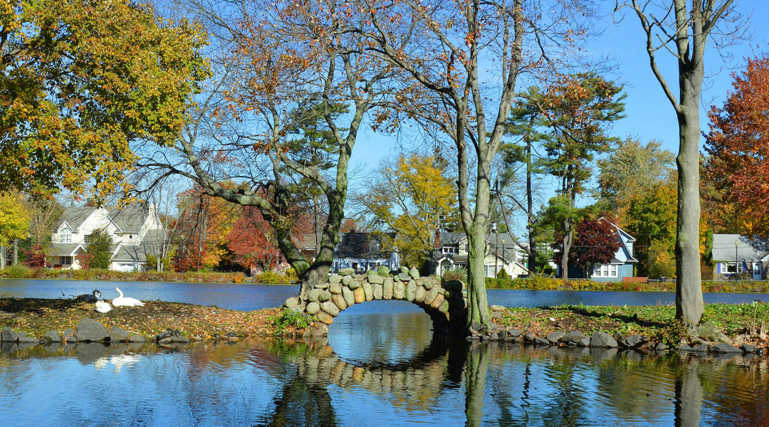 Connecticut's New THC Limits: Navigating the Changing Landscape of Cannabinoids