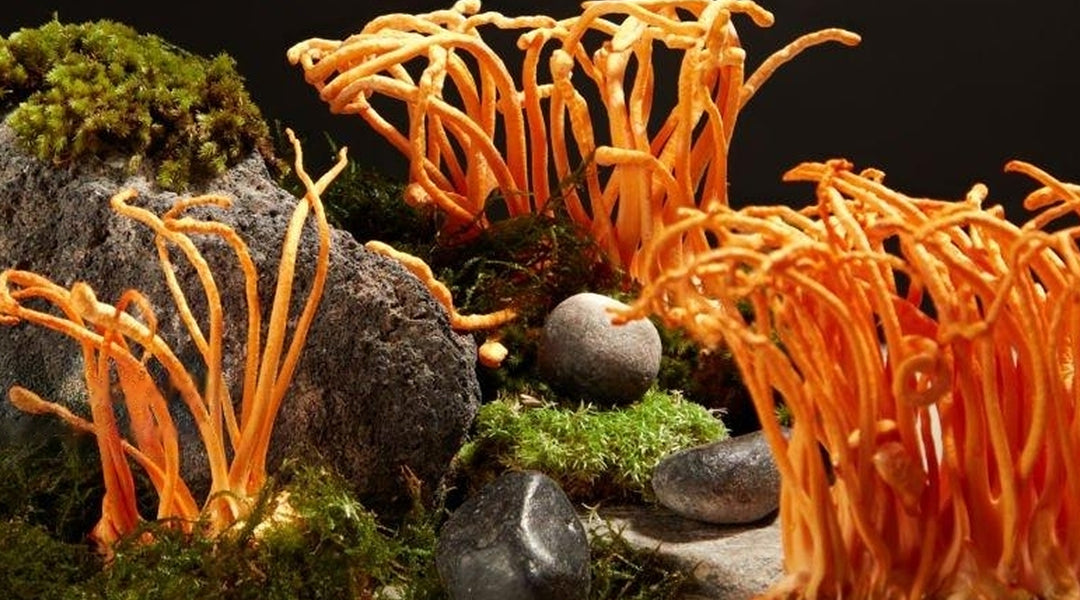 Buying Cordyceps Online in 2024: Your Go-To Guide