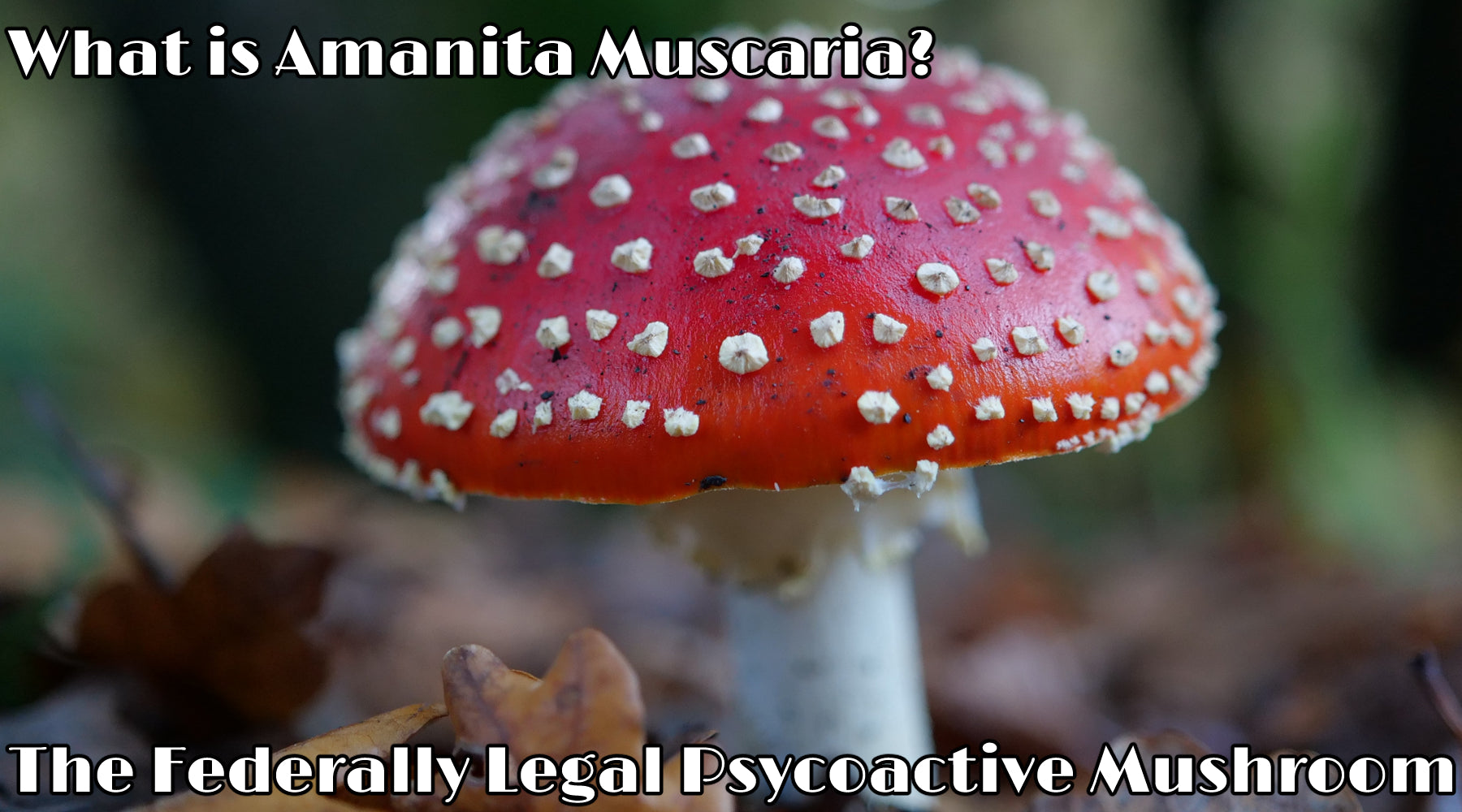 What is Amanita Muscaria? The Federally Legal Psychoactive Mushroom