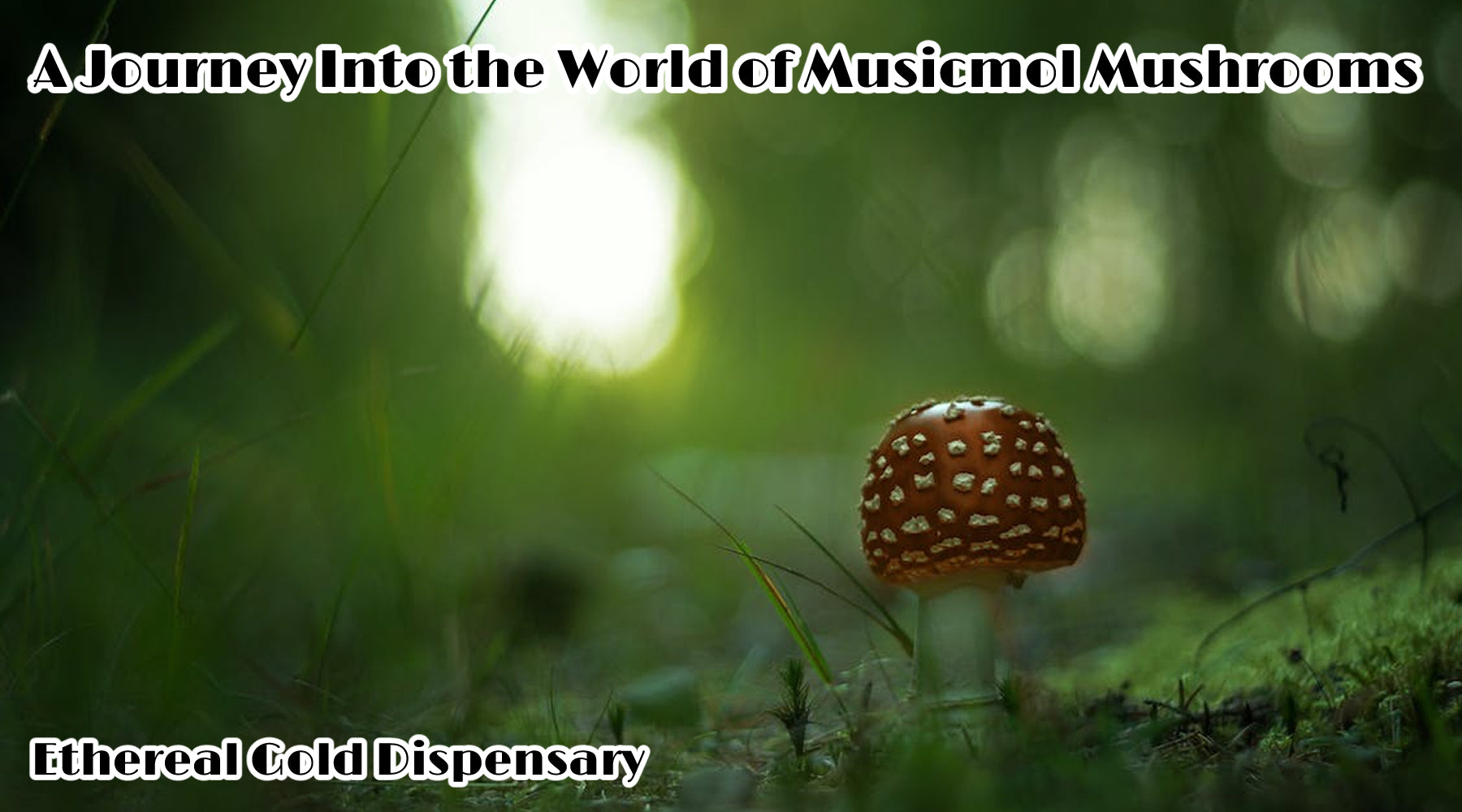 Journey Into the World of Muscimol Mushrooms