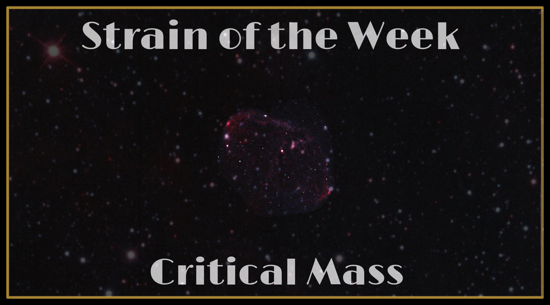 Strain of the Week: Critical Mass