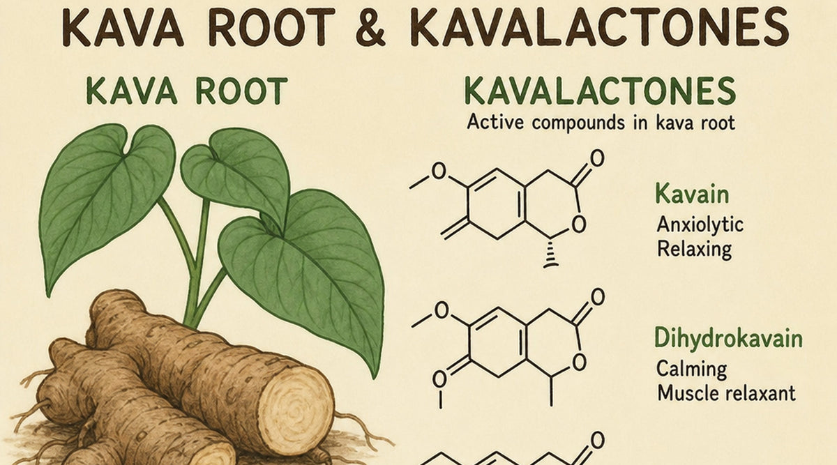 Understanding Methysticin: Kava's Key Compound