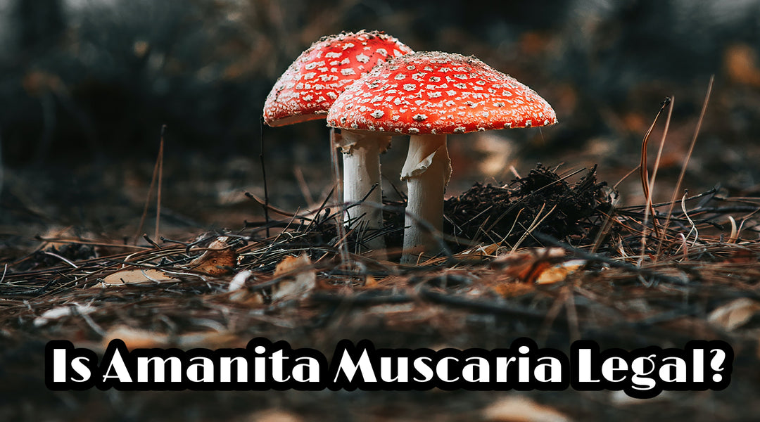 Is Amanita Muscaria Legal? (2023)