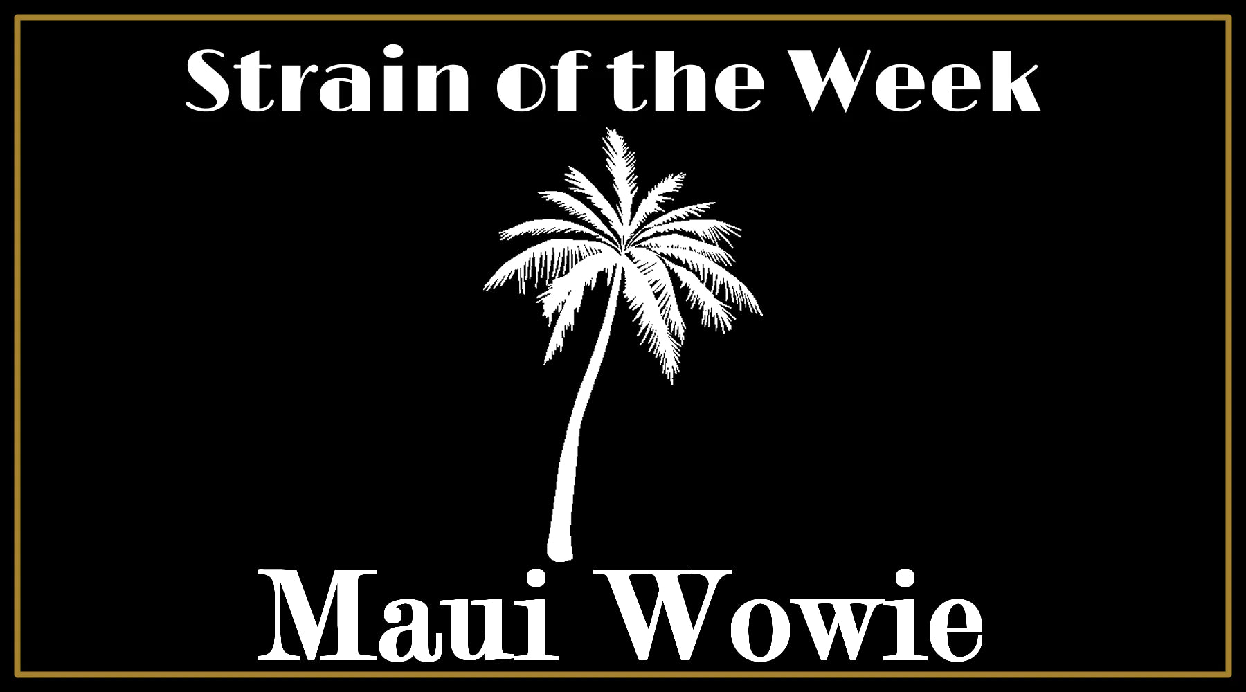 Strain of the Week: Maui Wowie