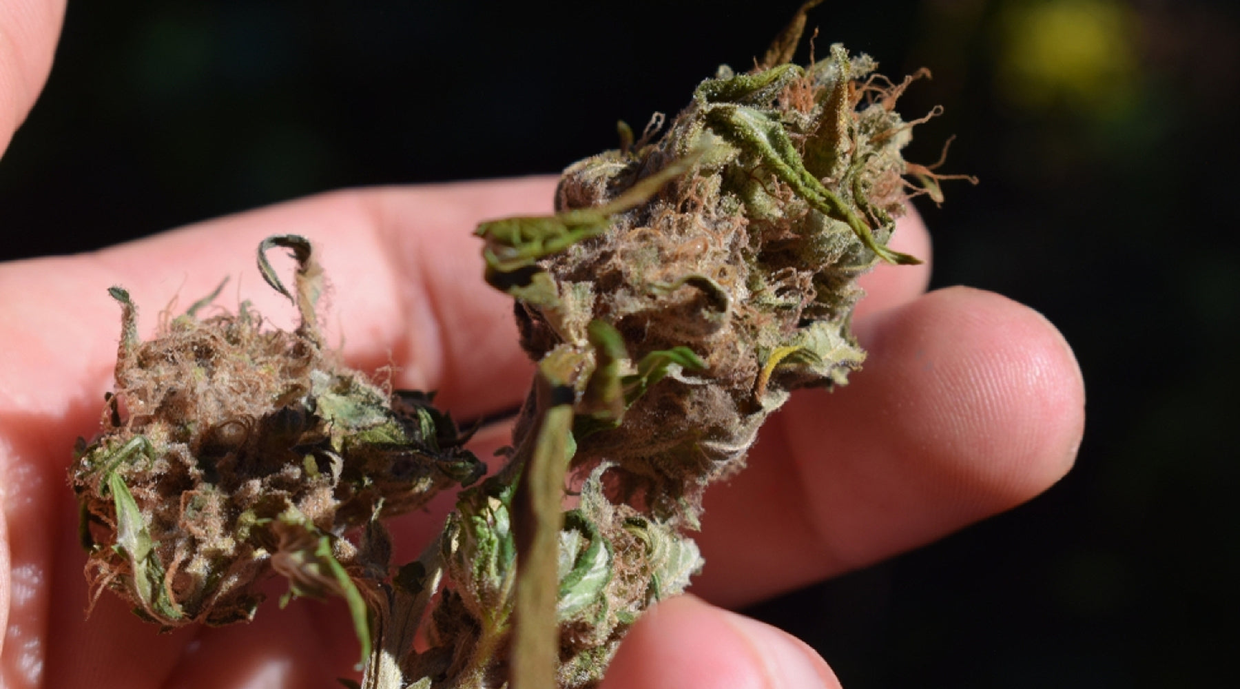The Best Way to Avoid Getting Moldy Weed