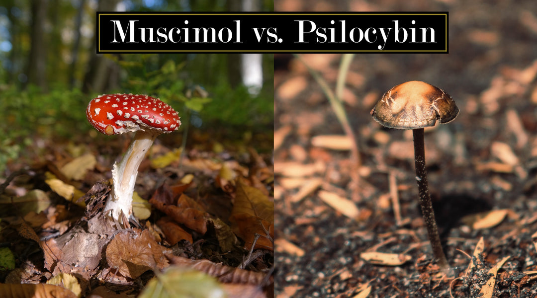 Muscimol vs. Psilocybin