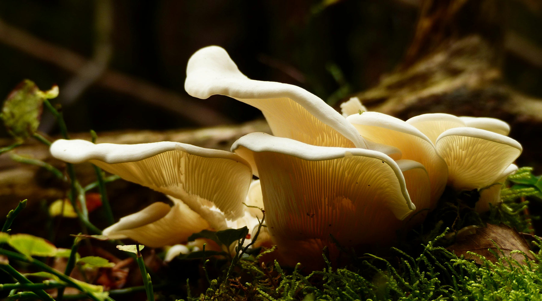 What are the Benefits of Functional Mushrooms with THC?