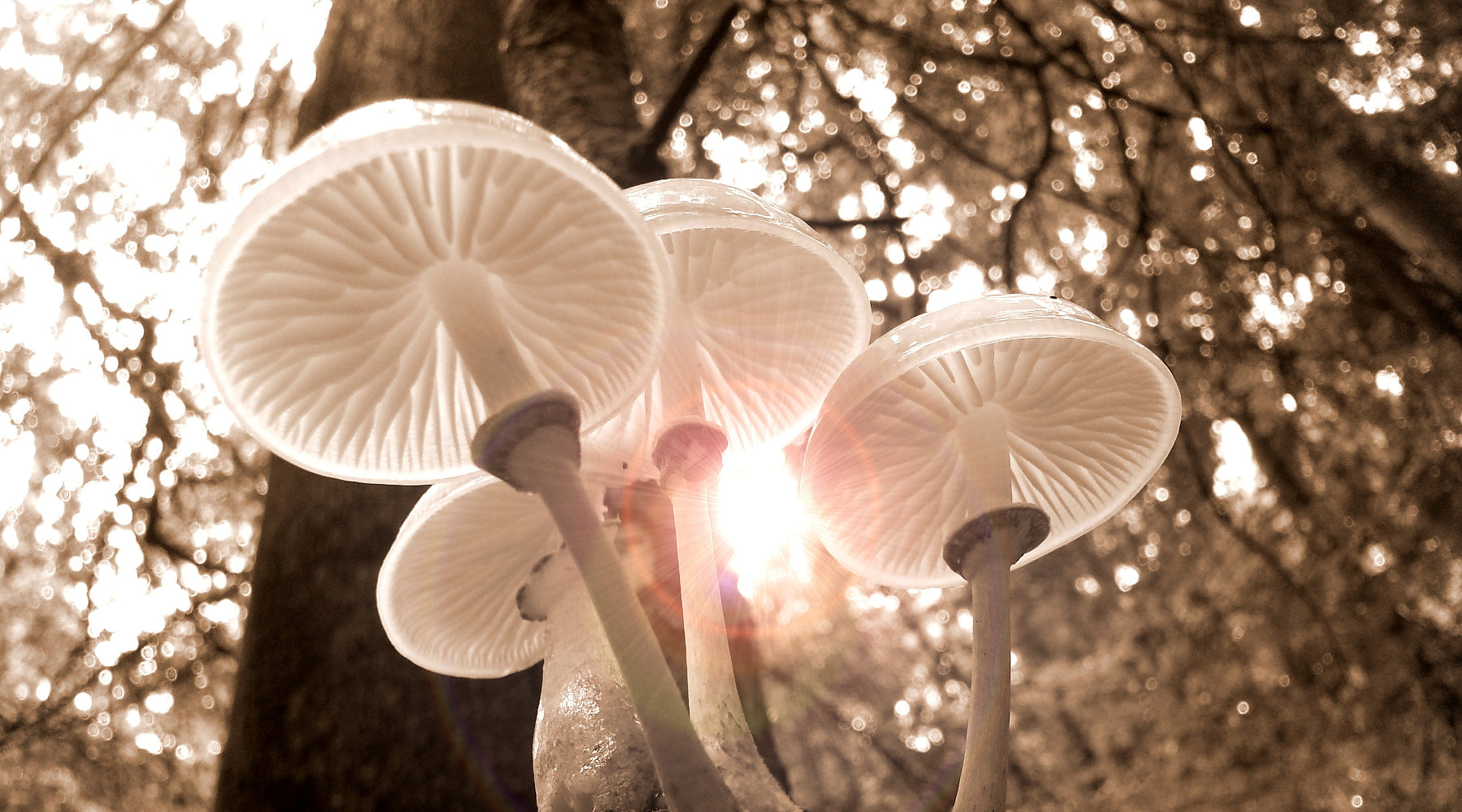 Brilliant Mushrooms
