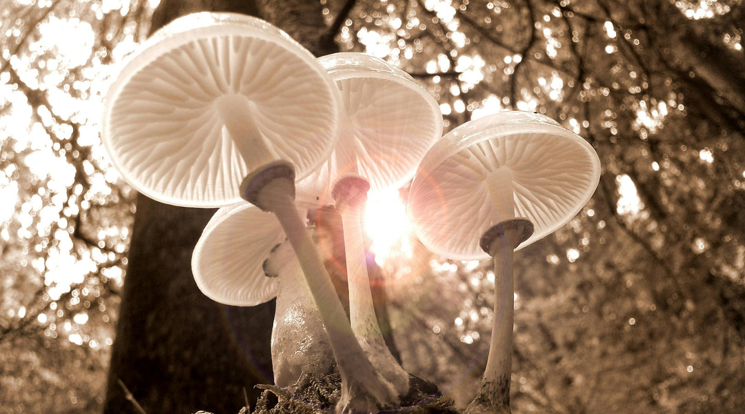 Celebrate National Mushroom Day at Ethereal Gold Dispensary!