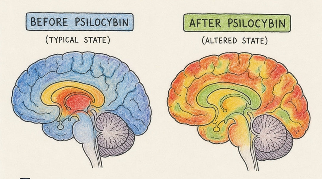 Psilocybe Effects: Benefits, Risks & Therapy