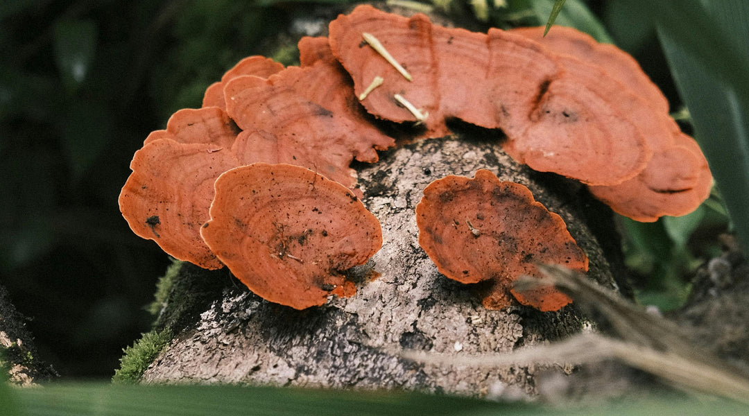The Mushroom of Immortality: Unlocking Ganoderic Acids A& B in Reishi