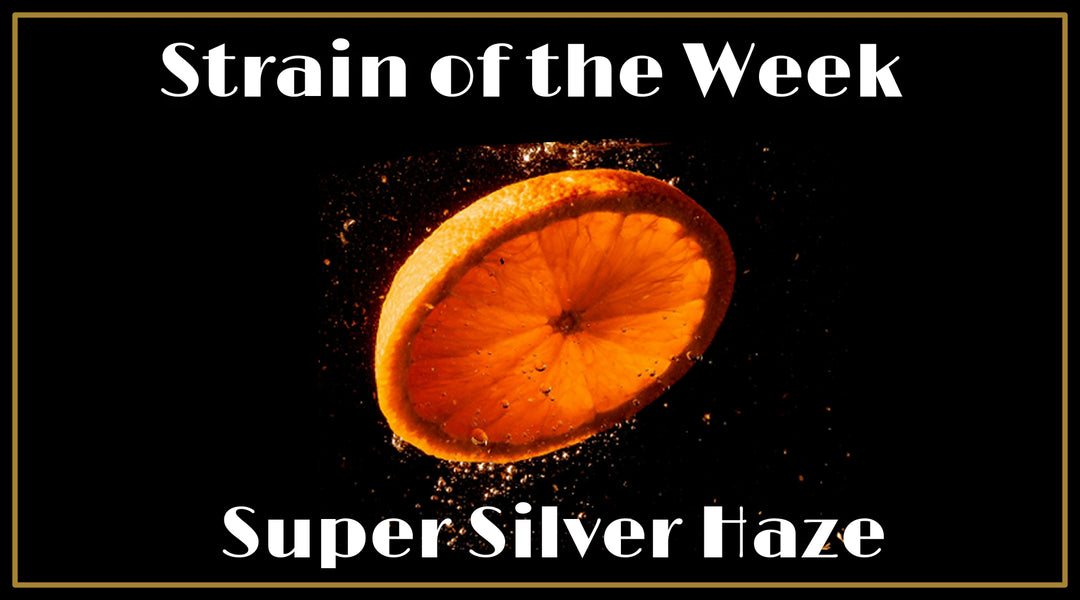 Strain of the Week: Super Silver Haze