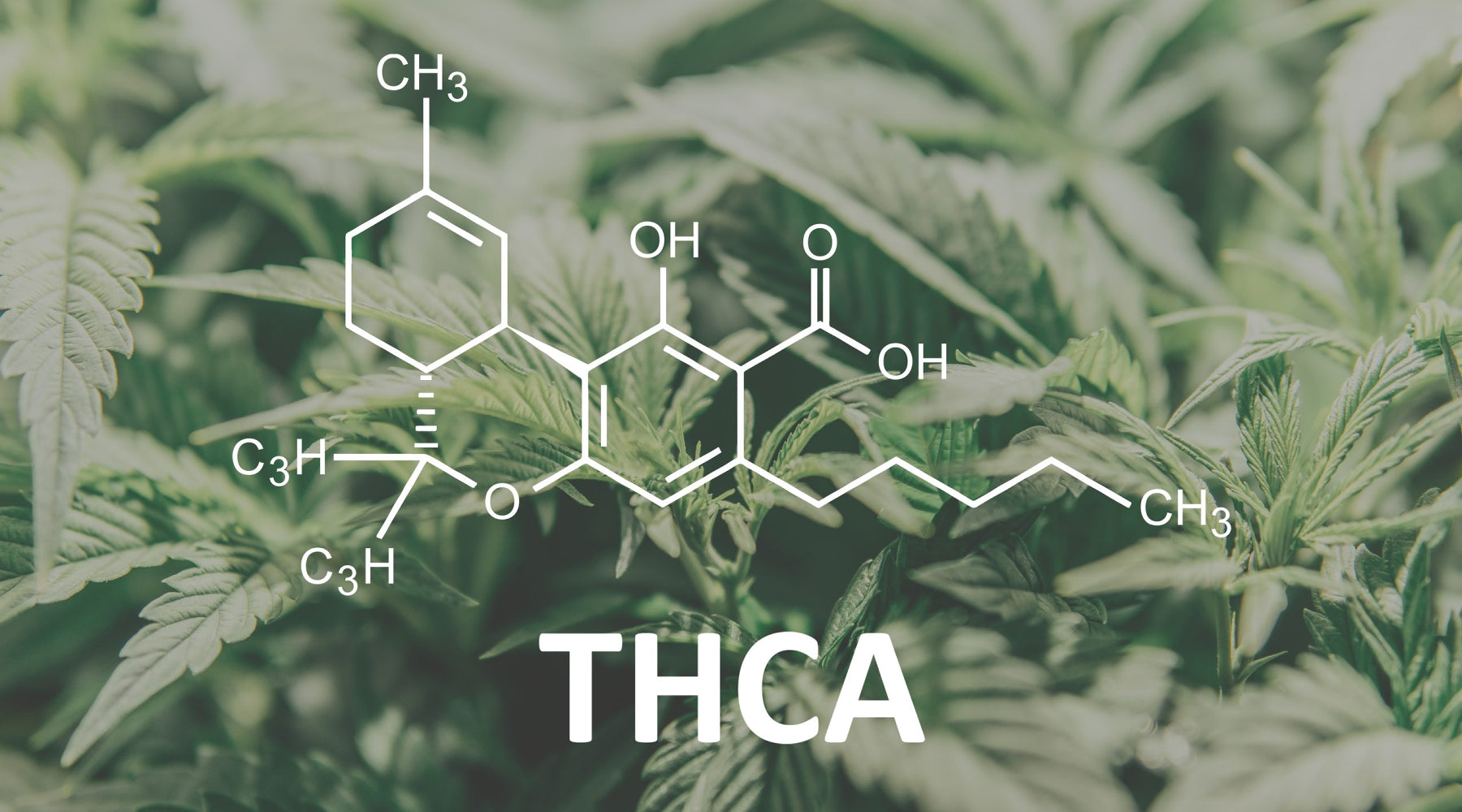 THCA Vs Delta-9 | Finding The Best Legal Cannabis Online – Ethereal ...