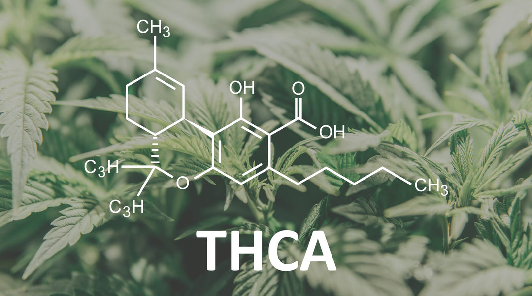 THCA vs Delta-9: What's the Difference?