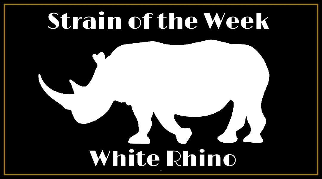 Strain of the Week: White Rhino